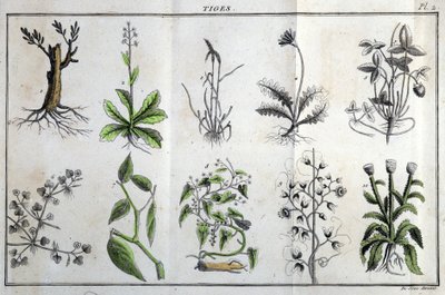 Pędy: w „Flora Françoise, czyli krótki opis wszystkich roślin, które naturalnie rosną we Francji, ułożone według nowej metody analizy, do której przytoczono ich najmniej dwuznaczne cnoty w medycynie i ich przydatność w sztuce”” J autorstwa Unknown artist