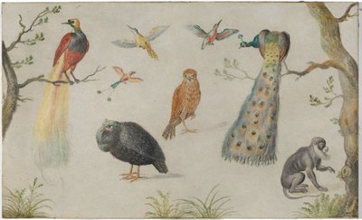 Badanie ptaków i małp autorstwa Unknown Artist