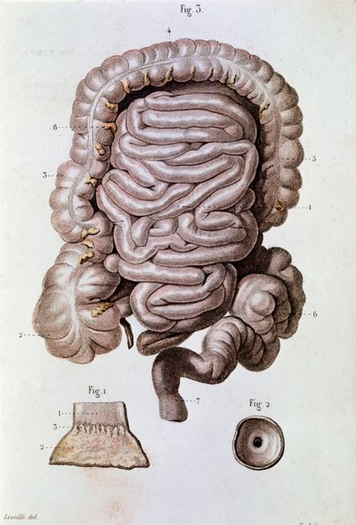 Badanie jelita (jelita), dwunastnicy i jelita cienkiego (grawerowanie) autorstwa Unknown artist