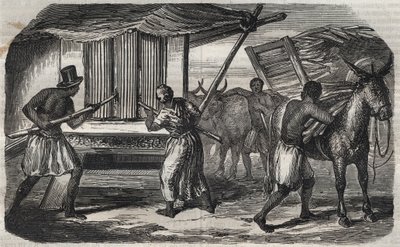 Produkcja cukru: cukrownia trzciny cukrowej w cukrowni w Indiach Zachodnich. Grawerowanie z 1859 roku. autorstwa Unknown artist