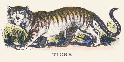 Z: tygrys autorstwa Unknown artist