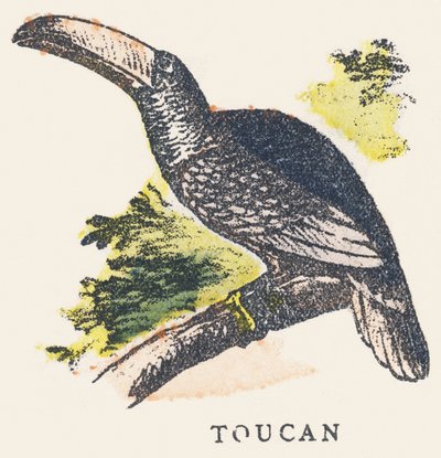 S: tukan autorstwa Unknown artist