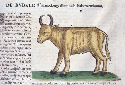 Bawół afrykański według Historia animalium Konrada Gesnera, Tiguri autorstwa Unknown artist