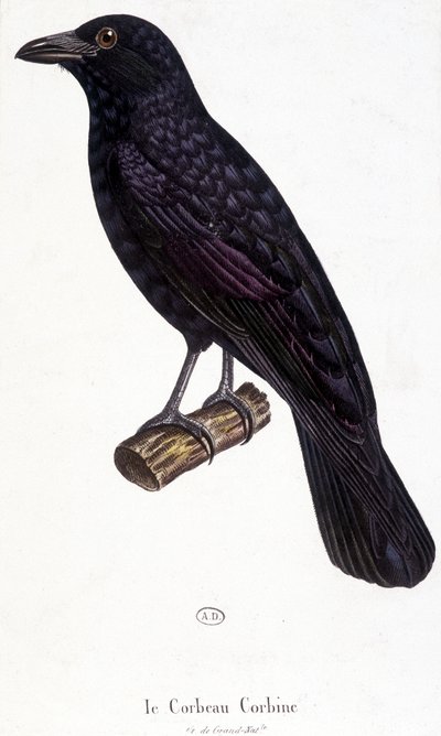 Corbine Raven - tablica historii naturalnej autorstwa Unknown artist