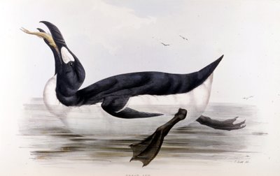 Pingwin olbrzymi (Alca Impennis) – w „Ptakach Europy” Johna Goulda, Londyn autorstwa Unknown artist