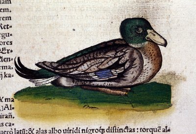Harle w historii zwierząt Conrada Gesnera (1516-1565), Tiguri autorstwa Unknown artist