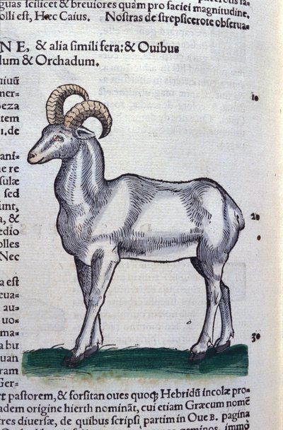 Koziorożec w Historia Animalium Conrada Gesnera (1516-1565), Tiguri autorstwa Unknown artist