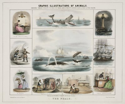 "Wieloryb", ok. 1845 r. autorstwa Unknown artist
