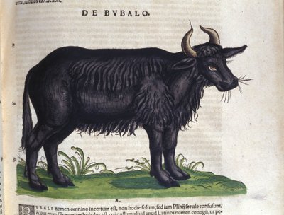 Bawół według Historii animalium Konrada Gesnera, Tiguri autorstwa Unknown artist