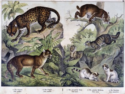 Koty: lampart, kuguar, ryś (u góry po lewej), żbik (po prawej, w środku), kot domowy - w „”Historie naturalne ssaków””, wyd. Schreiber autorstwa Unknown artist
