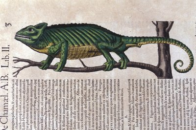 Kameleon według Historii animalium Konrada Gesnera, Tiguri autorstwa Unknown artist