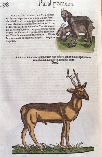 Jeleń w Historii zwierząt Conrada Gesnera (1516-1565), Tiguri autorstwa Unknown artist