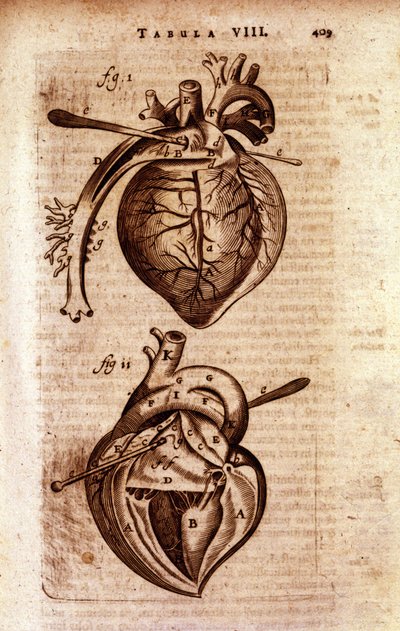 Serce „Anatomii” Bartholina” autorstwa Unknown artist