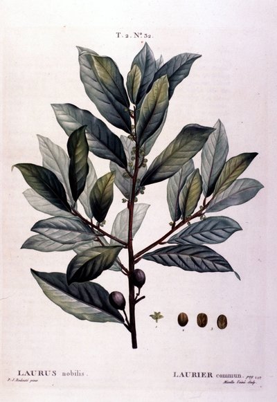 Wawrzyn. Zielnik z XIX wieku. autorstwa Unknown artist