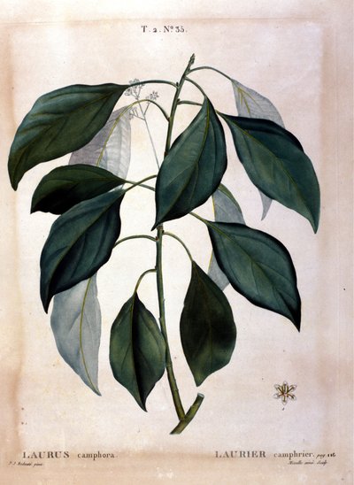 Wawrzyn: kamfora. Zielnik z XIX wieku. autorstwa Unknown artist