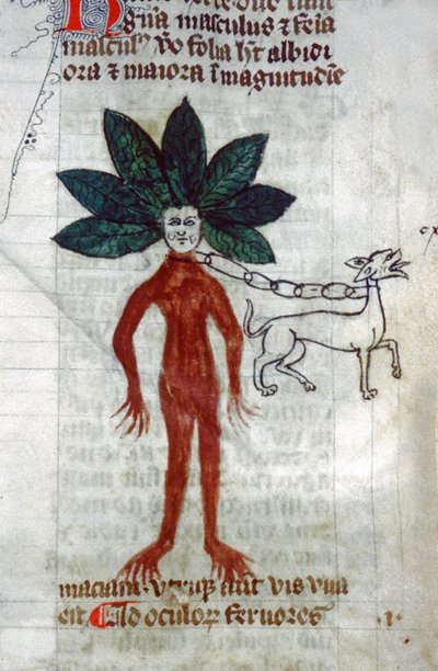 Mandragora. XV wiek (miniaturowy) autorstwa Unknown artist