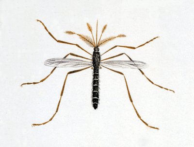Komar. Tablica historii naturalnej. 19 wiek. autorstwa Unknown artist