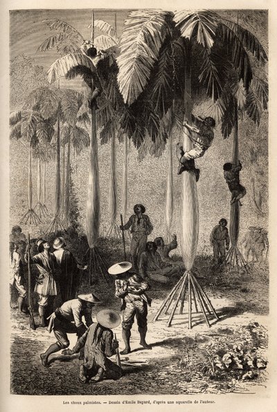 Kapusta palmistyczna; po obrabowaniu przez Indian ekspedycja nie ma sprzętu i wykorzystuje lokalne techniki do zbierania pożywienia, robiąc obręcz z winorośli, peonowie z zespołu mogą wspinać się po pniach, aby zebrać trochę owoców. Grawerowanie dla ilustr autorstwa Unknown artist