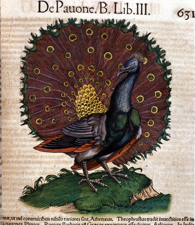 Paw według Historii Animalium Conrada Gesnera, Tiguri 1560. Biblioteca Nazionale Braidense. Mediolan autorstwa Unknown artist