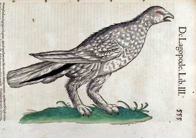 Pardwa w Historii zwierząt Conrada Gesnera (1516-1565), Tiguri autorstwa Unknown artist