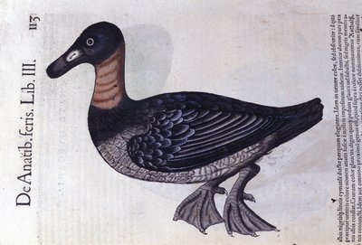 Kaczka rdzawoszyja po Historia animalium Konrada Gesnera, Tiguri autorstwa Unknown artist