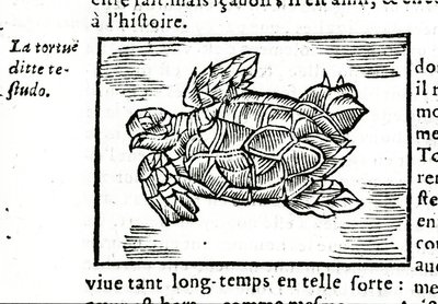 Żółw morski, według traktatu Gerolamo Cardano (Cardanus Hieronymus) (Cardan) „De la subtlite”, wydrukowanego w Rouen w 1642 r. autorstwa Unknown artist