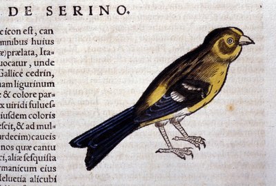 Serin d