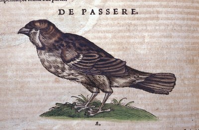 Wróbel w Historia Animalium Conrada Gesnera (1516-1565), Tiguri autorstwa Unknown artist