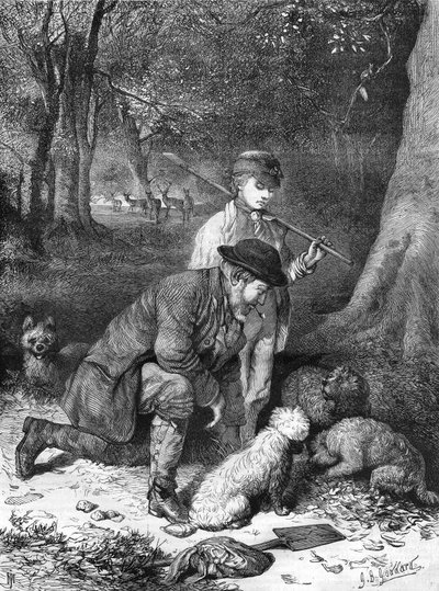Trufle. Rycina z 1870 roku. autorstwa Unknown artist