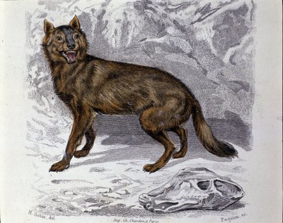 Wilk. Talerz zaczerpnięty z traktatu historii naturalnej „Dzieła Buffona” autorstwa przyrodnika Georgesa Louisa Leclerca, hrabiego Buffon (1707 - 1788). 19 wiek autorstwa Unknown artist