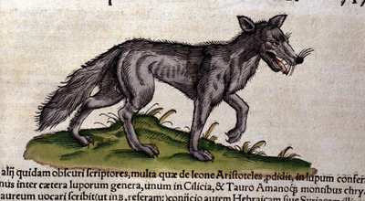 Wilk według Historii Animalium Conrada Gesnera, Tiguri 1560. Biblioteca Nazionale Braidense. Mediolan autorstwa Unknown artist