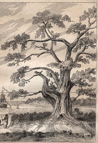 Trzecia podróż (1776-1779) kapitana Jamesa Cooka (1728-1779): drzewo, pod którym Cook obserwował przejście Wenus - ilustracja zaczerpnięta z „Wielkich marynarzy XVIII wieku”” autorstwa Unknown artist
