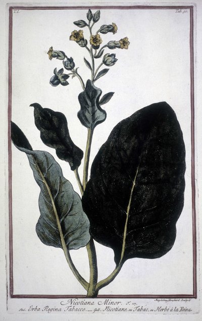 Liść i kwiat tytoniu (Nicotiana Minor) w zielniku z XIX wieku. autorstwa Unknown artist