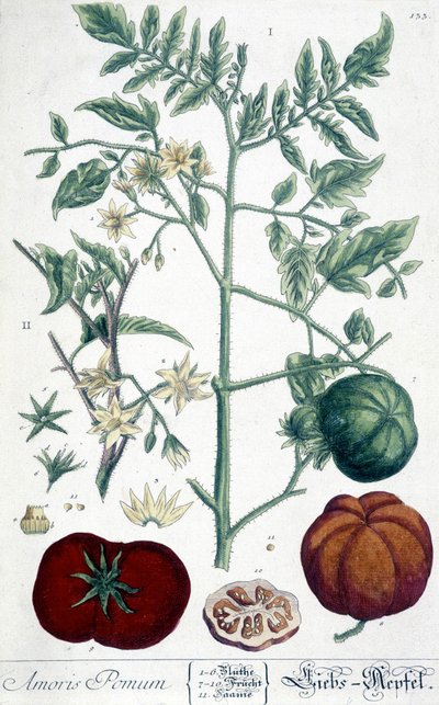 Pomidor, deska botaniczna autorstwa Unknown artist