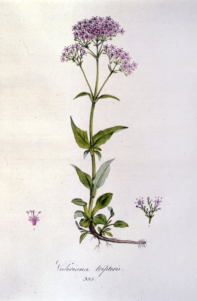 Waleriana. Grawerowanie z XIX wieku. autorstwa Unknown artist