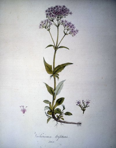 Bawar botaniczny: Mimoza. Zielnik z XIX wieku. autorstwa Unknown artist