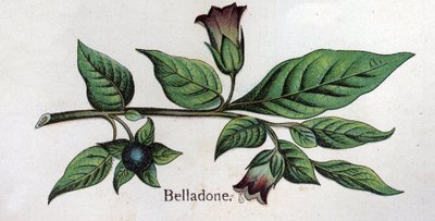 Żylne rośliny botaniczne: Belladonna. Grawer w „Lekarstwie naturalnym” Friedricha Eduarda Bilza (1842-1922) autorstwa Unknown artist