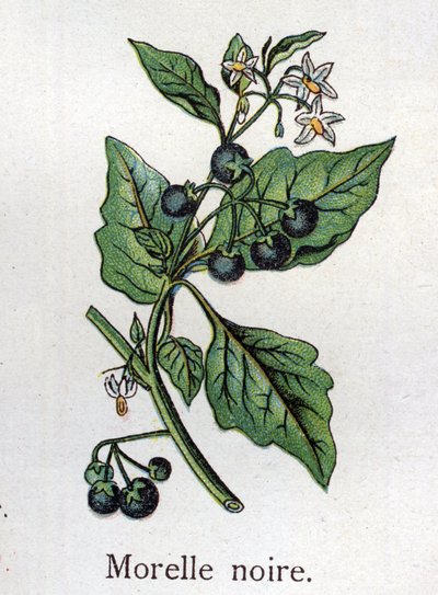 Żylne rośliny botaniczne: Czarna wilcza jagoda. Grawer w „Lekarstwie naturalnym” Friedricha Eduarda Bilza (1842-1922) autorstwa Unknown artist