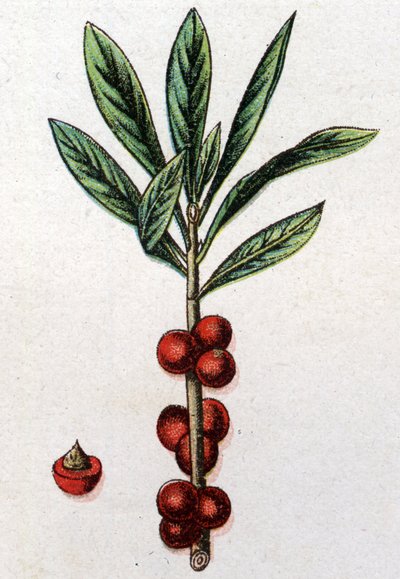 Żylne rośliny botaniczne: Daphne Mezereon. Grawer w „Lekarstwie naturalnym” Friedricha Eduarda Bilza (1842-1922) autorstwa Unknown artist
