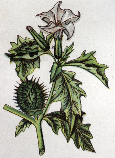 Żylne rośliny botaniczne: stramoine kolczastych jabłoni. Grawer w „Lekarstwie naturalnym” Friedricha Eduarda Bilza (1842-1922) autorstwa Unknown artist