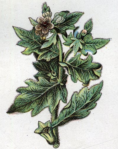 Żylne rośliny botaniczne: do. Grawer w „Lekarstwie naturalnym” Friedricha Eduarda Bilza (1842-1922) autorstwa Unknown artist