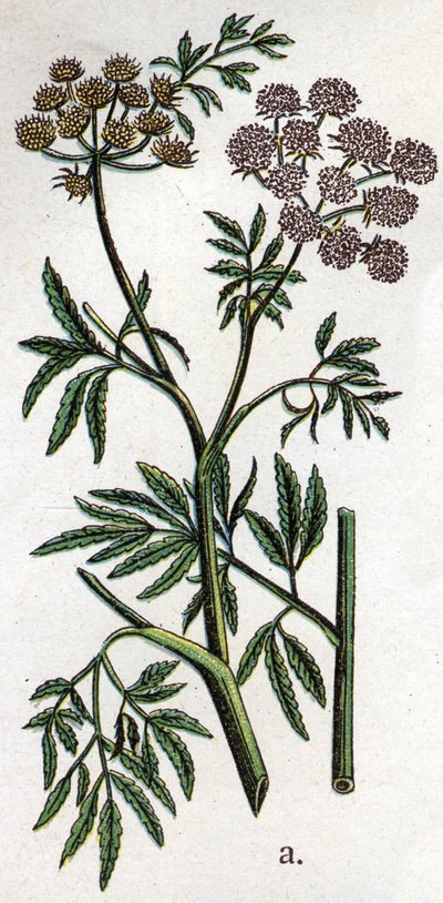Jadowite rośliny botaniczne: cykuta wodna lub cykuta wodna znana również jako cykuta żelazna (Cicuta virosa). Grawer w „Lekarstwie naturalnym” Friedricha Eduarda Bilza (1842-1922) autorstwa Unknown artist