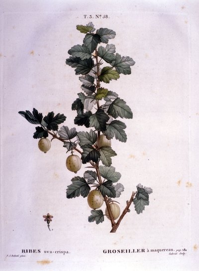 Biała porzeczka lub makrela: XIX-wieczna deska botaniczna. autorstwa Unknown artist