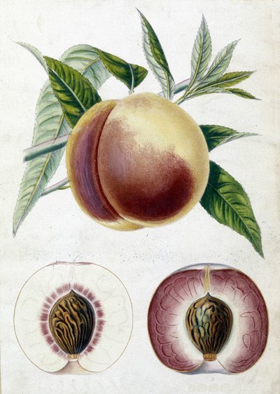 Biała brzoskwinia - deska botaniczna autorstwa Unknown artist