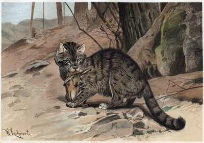 Dziki kot - żbik (Felis silvestris) - grawer z ""Życie zwierząt Brehma"" Alfreda Edmunda Brehma (1829Ð1884) autorstwa Unknown artist