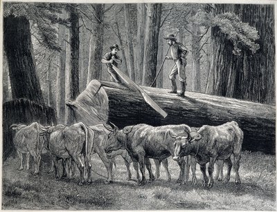 Drwale w sekwojowym lesie w Kalifornii - grawer autorstwa Unknown artist