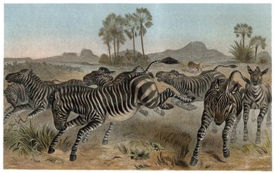 Zebre - Zebry - Koniowate afrykańskie (rodzina koni) - grawer z „Życia zwierząt Brehma” autorstwa Alfreda Edmunda Brehma (1829-1884) autorstwa Unknown artist