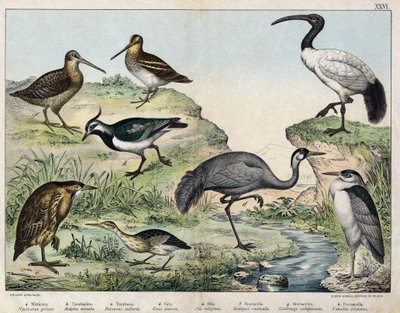 a: czarnokoronowiec (Nycticorax griseus), b: gwiaździsty ptak (Ardetta minuta), c: Butorcendré (Botaurus stellaris), d: Buttercrane (Grus cinerea), e: Sacred ibis (Ibis religiosa), f: Becasse (Scolopax rusticula), g: bagno (Gallinago), h: pospolita vaneau  autorstwa Unknown artist