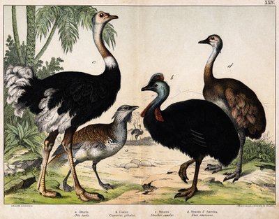 a: drop (Otis tarda), b: Casoar (Casarius galeatus), c: struś afrykański (Struthio camelus), d: Nandon (Rhea Americana) – w „”Historia naturalna Oideals”, wyd. Hoepli, Mediolan autorstwa Unknown artist
