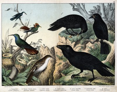 a: Grimpereau (certhia familiaris), b: mały ptak muchowy (Mellisuga minima), c: koliber ozdobny (Lophornis ornata), d: koliber szafirowy (Hylocharis sapphirina), e: kruk cesarski (Corvus corax), f: wrona czarna ( Corvus Corone), g: Raven (Corvus owocowy gi autorstwa Unknown artist